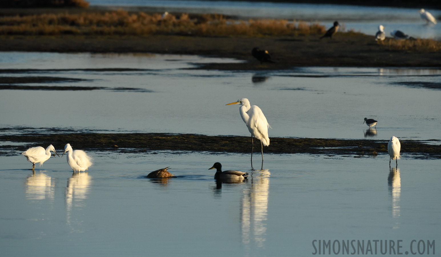 [400 mm, 1/3200 sec at f / 9.0, ISO 1600]